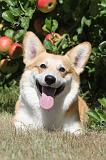 CORGI PEMBROKE 022